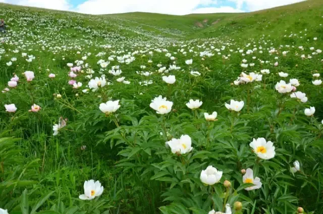 关于芍药与赤白芍