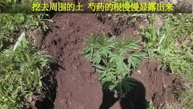 关于芍药与赤白芍