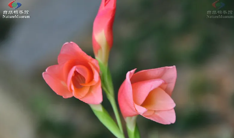 石菖蒲、九节菖蒲、水菖蒲三种菖蒲的鉴别